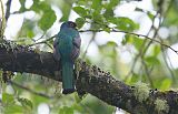 Masked Trogon